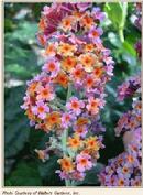 'Bicolor' Butterfly Bush (buddleia x) a Michael Dirr Introd. at Lael's Moon Garden
