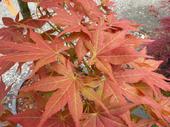 'Iijima Sunago' Japanese Maple (acer palmatum) at Lael's Moon Garden