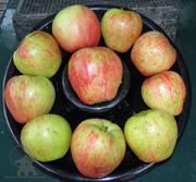 Honeycrisp Apple Trees are available at Lael's Moon Garden Nursery