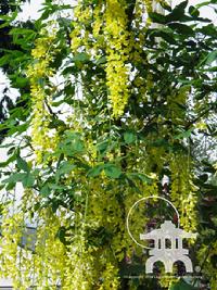 'Vossi' Golden Chain tree (Laburnum × watereri) blooms at Lael's Moon Garden