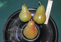 Large, crisp and Juicy pears grown at Lael's Moon Garden