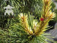 'Taylor's Sunburst' Lodgepole Pine ( Pinus contorta) at Lael's Moon Garden