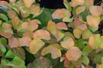 Golden Spirit smokebush (cotinus hybrid) fall color