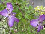 'Venosa Violacea' Clematis available at Lael's Moon Garden