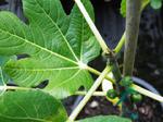 Hardy figs in #3 pots beginning to set fruit at Lael's Moon Garden