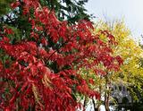 Sourwood (Oxydendrum arboreum) available at Lael's Moon Garden Nursery