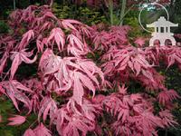 'Shirazz™ Acer palmatum (Gwen's Rose Delight at Lael's Moon Garden Nursery