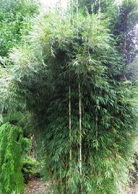 Chilean feather bamboo (Chusquea culeo) available at Lael's Moon Garden Nursery