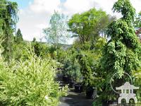 Wide variety of Conifers - large, small and dwarf at Lael's Moon Garden
